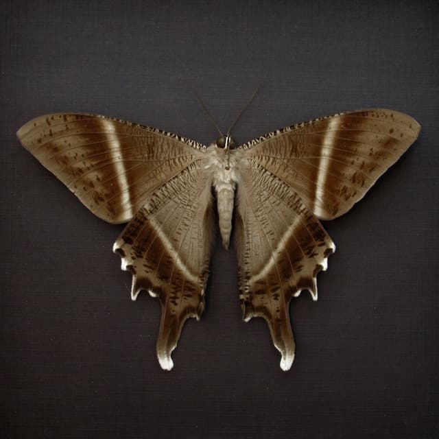 Large real Swallowtail Moth framed taxidermy - Lyssa patroclus - Victorian mount