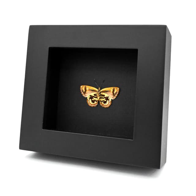Real metallic Narcissus Jewel butterfly framed taxidermy - Hypochrysops narcissus - Victorian mount