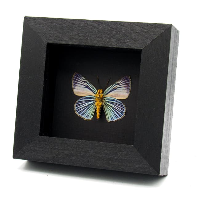 Real Blue Skipper butterfly framed taxidermy - Burara gomata