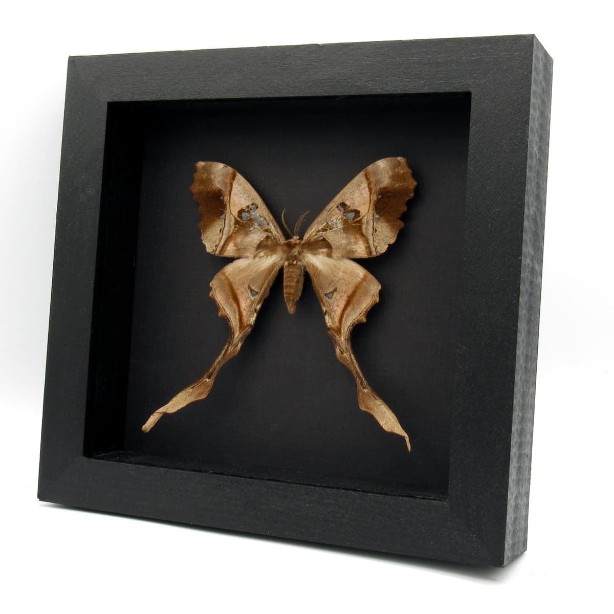 Rare Saturn moth framed taxidermy - Copiopteryx sonthonnaxi - female