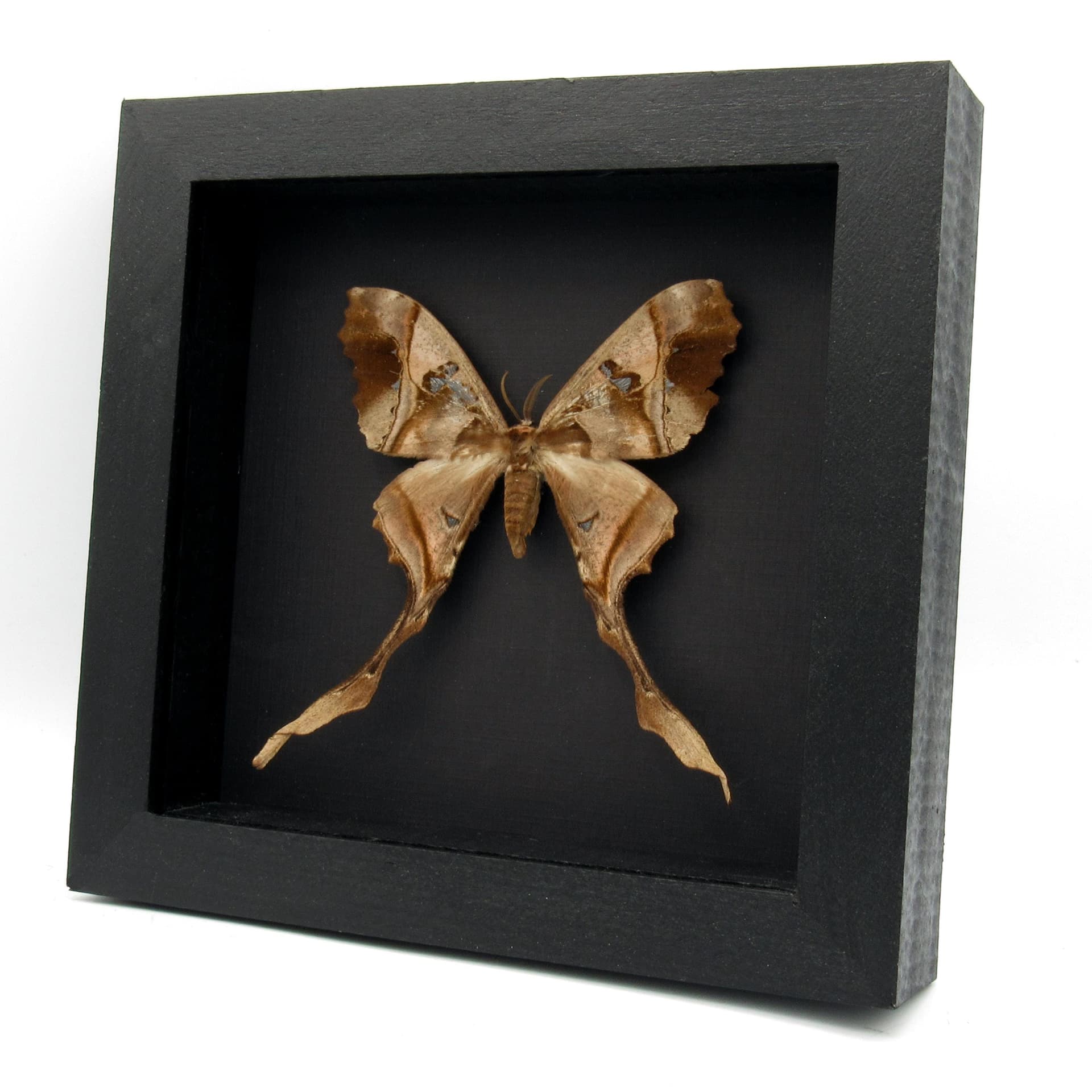 Rare Saturn moth framed taxidermy - Copiopteryx sonthonnaxi - female