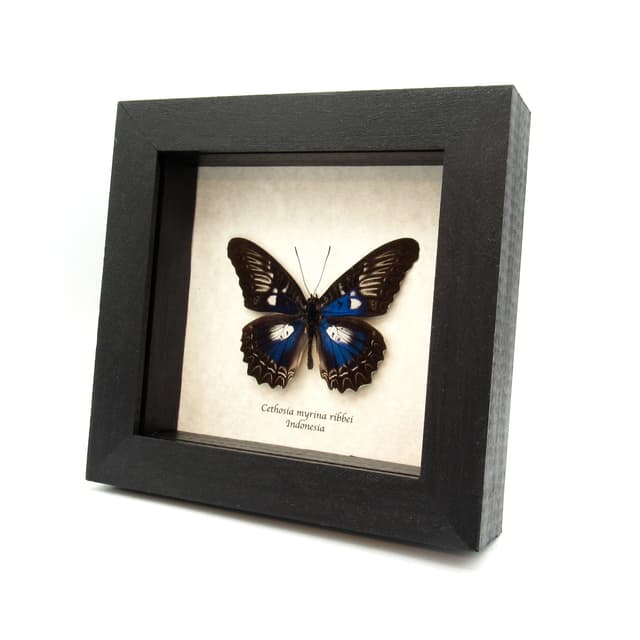 Rare iridescent blue Lacewing butterfly framed taxidermy - Cethosia myrina ribbei