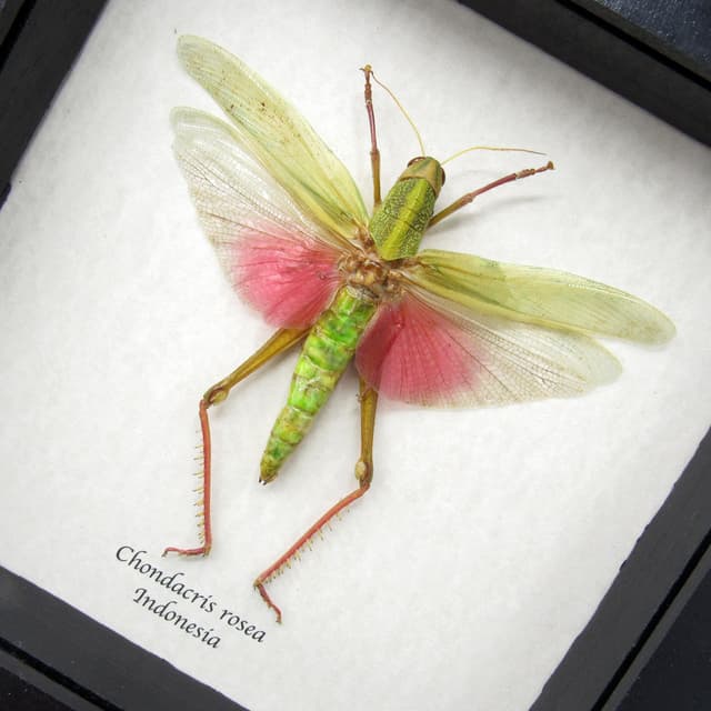 Real giant pink grasshopper framed taxidermy - Chondacris rosea - female