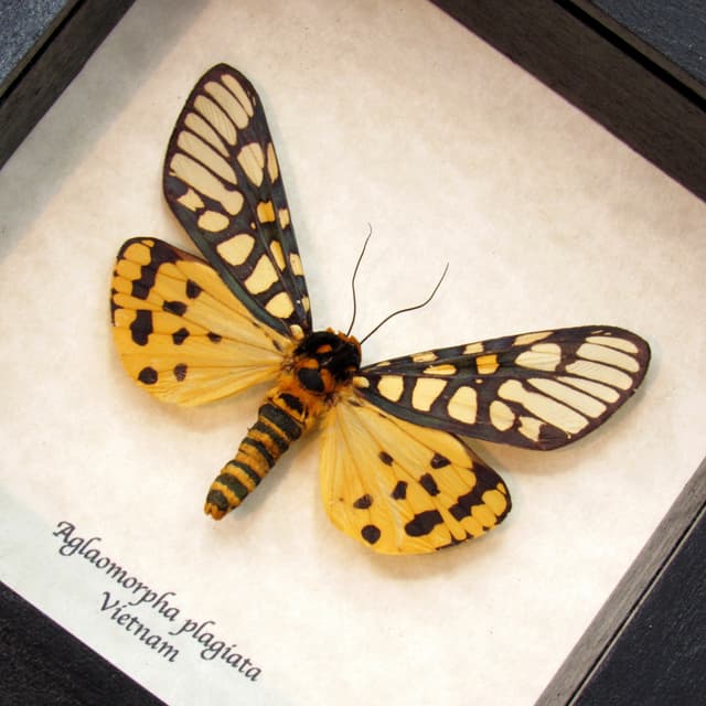Real large yellow Tiger moth framed taxidermy - Aglaomorpha plagiata