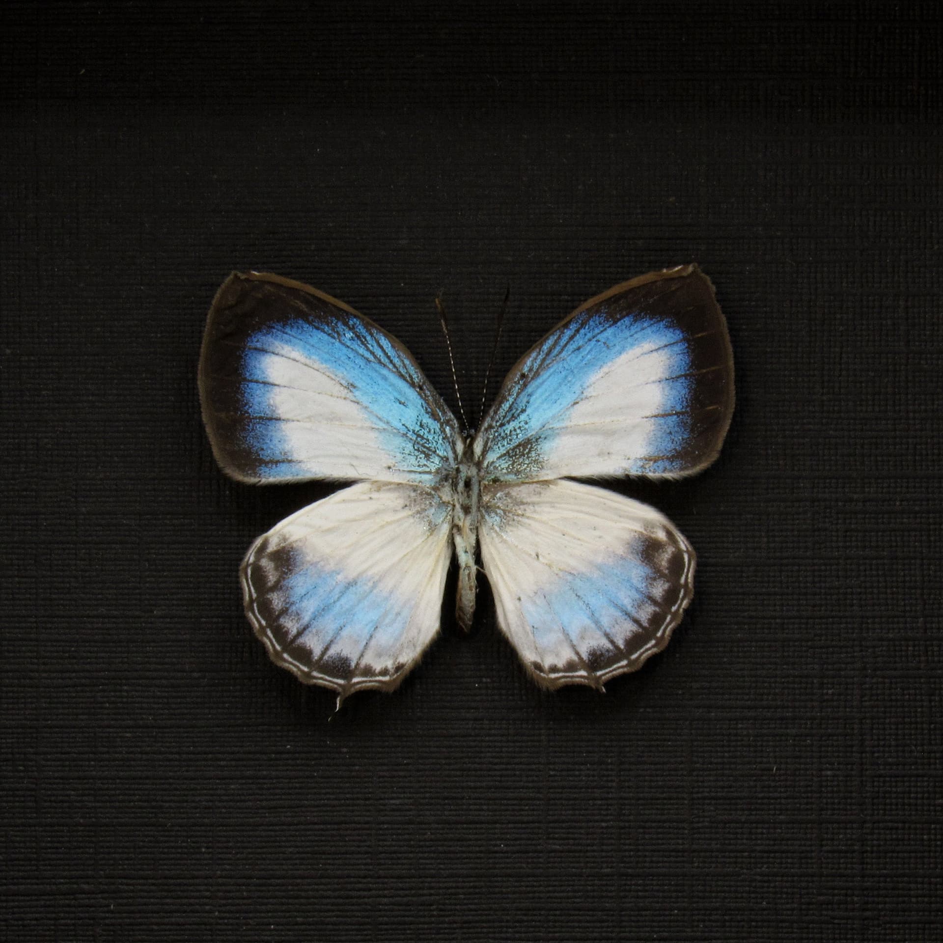 Real framed taxidermy tiny blue butterfly taxidermy - Danis species