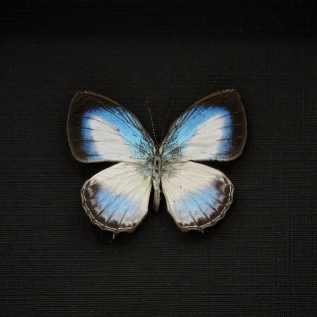 Real framed taxidermy tiny blue butterfly taxidermy - Danis species