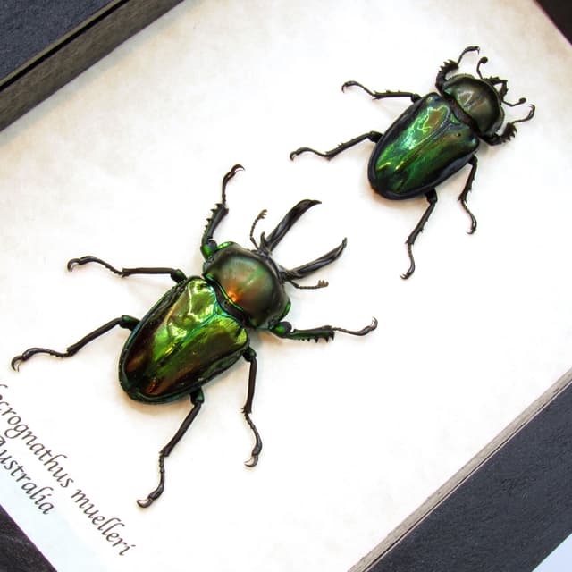 Rare Rainbow Stag beetles framed taxidermy - Phalacrognathus muelleri - M+F pair