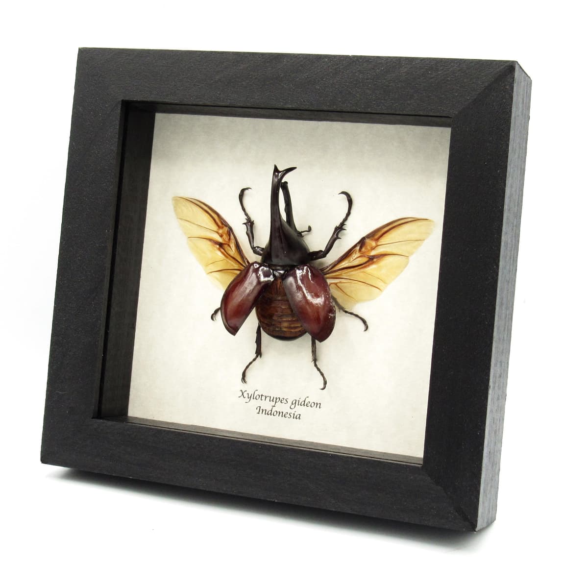 Real Rhinoceros beetle framed taxidermy - Xylotrupes gideon