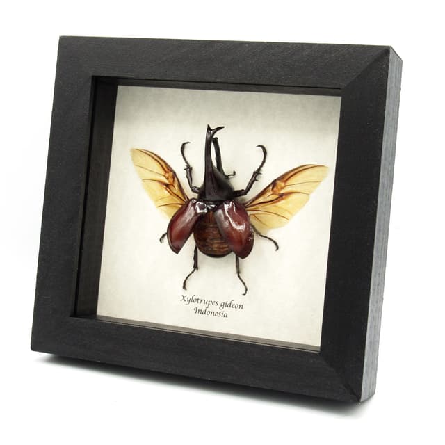 Real Rhinoceros beetle framed taxidermy - Xylotrupes gideon