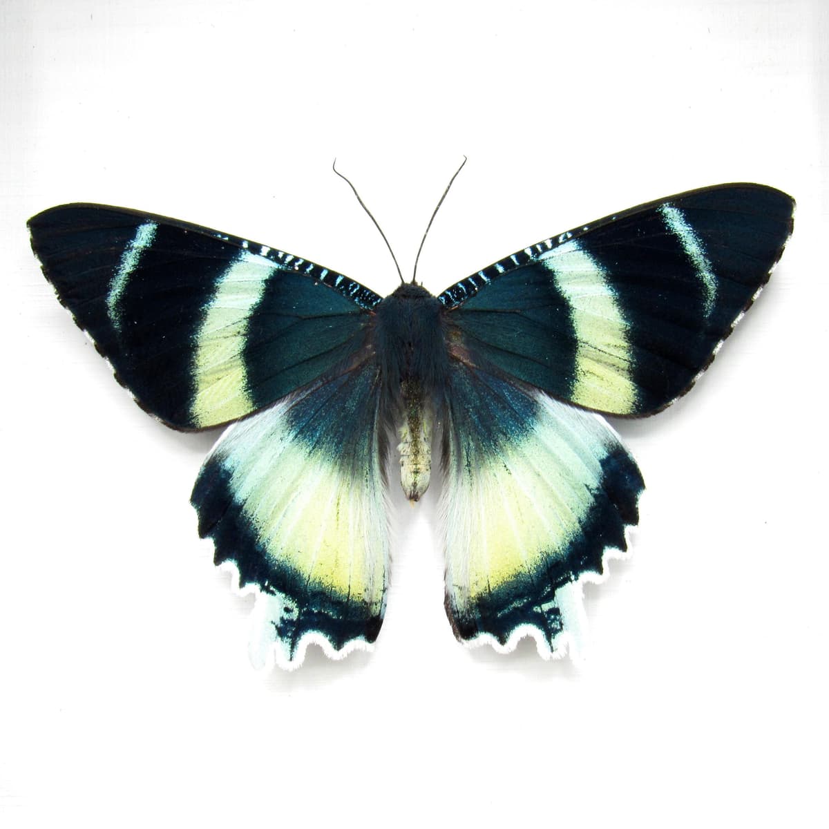 Real blue moth framed taxidermy - Alcides agathyrsus - Victorian mount - special color form