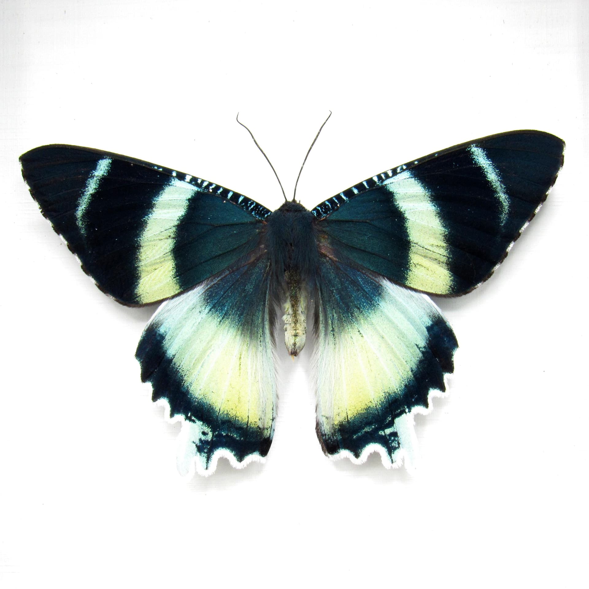 Real blue moth framed taxidermy - Alcides agathyrsus - Victorian mount - special color form