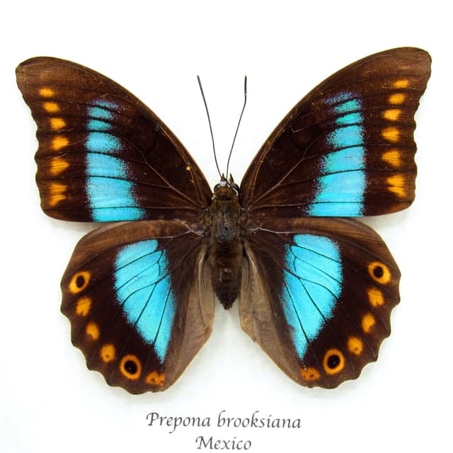 Rare Brush-footed metallic butterfly framed taxidermy - Prepona brooksiana - XL female