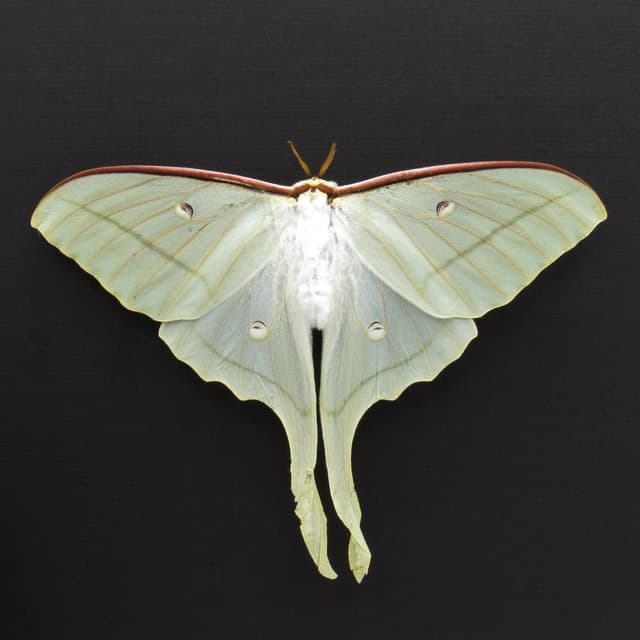Rare Chinese Moon Moth framed taxidermy - Actias ningpoana - female - minor damage/repair