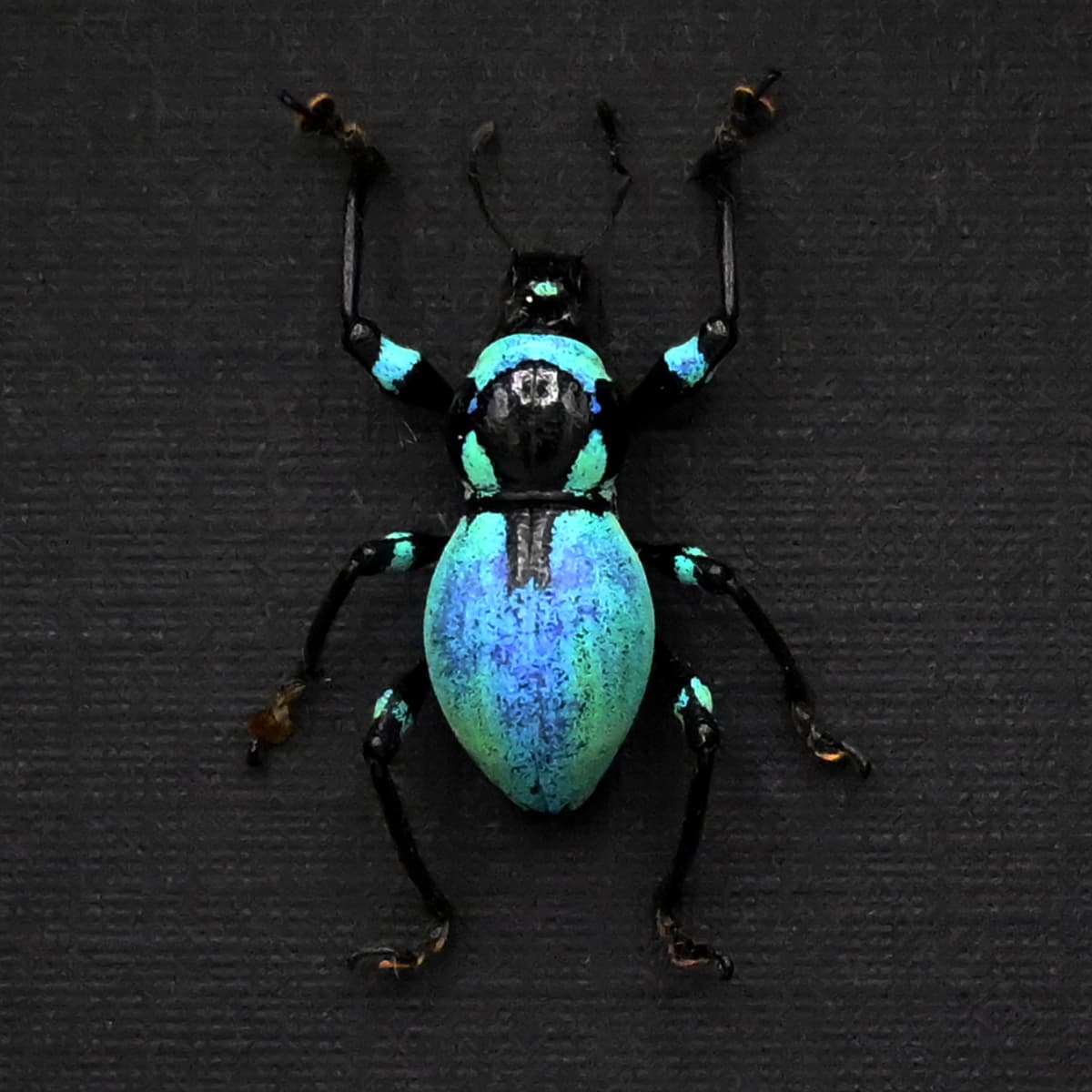 Rare blue weevil beetle framed specimen - Metapocyrtus jaysoni - female