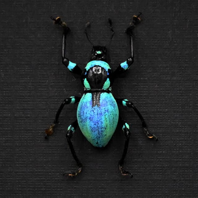 Rare blue weevil beetle framed specimen - Metapocyrtus jaysoni - female