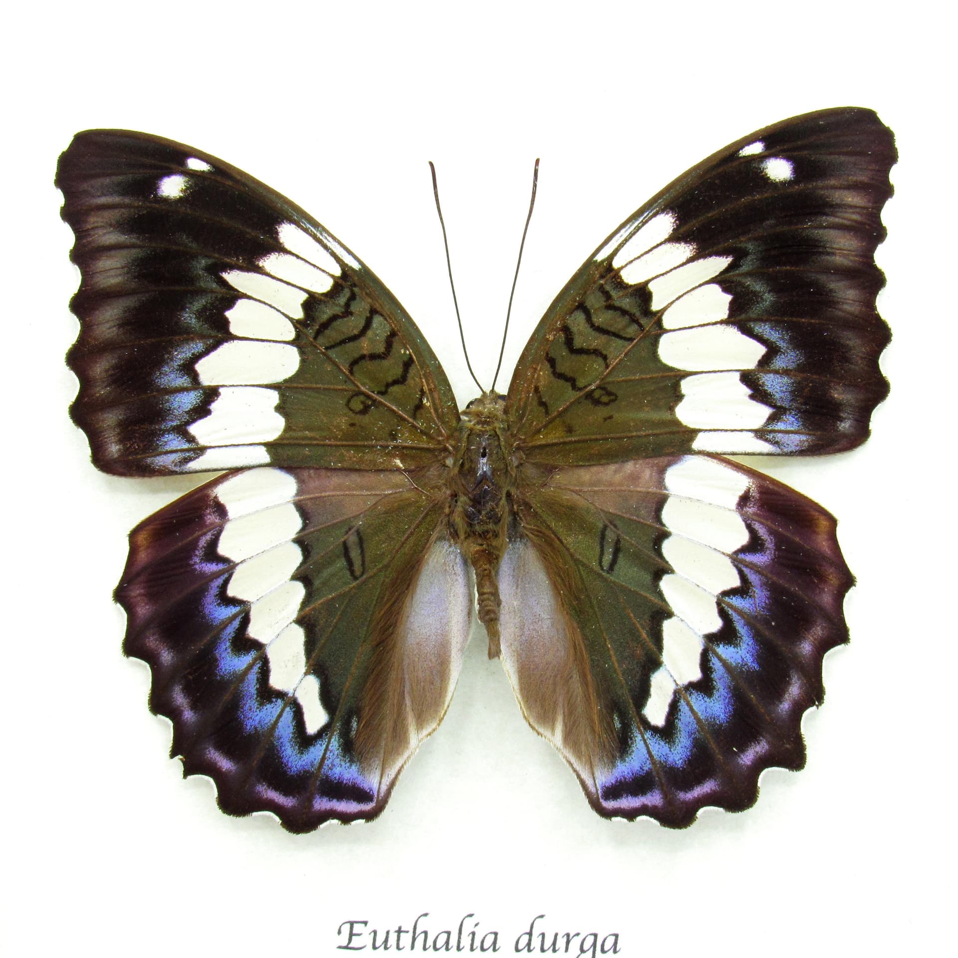 Rare real Blue Duke butterfly framed specimen - Euthalia durga
