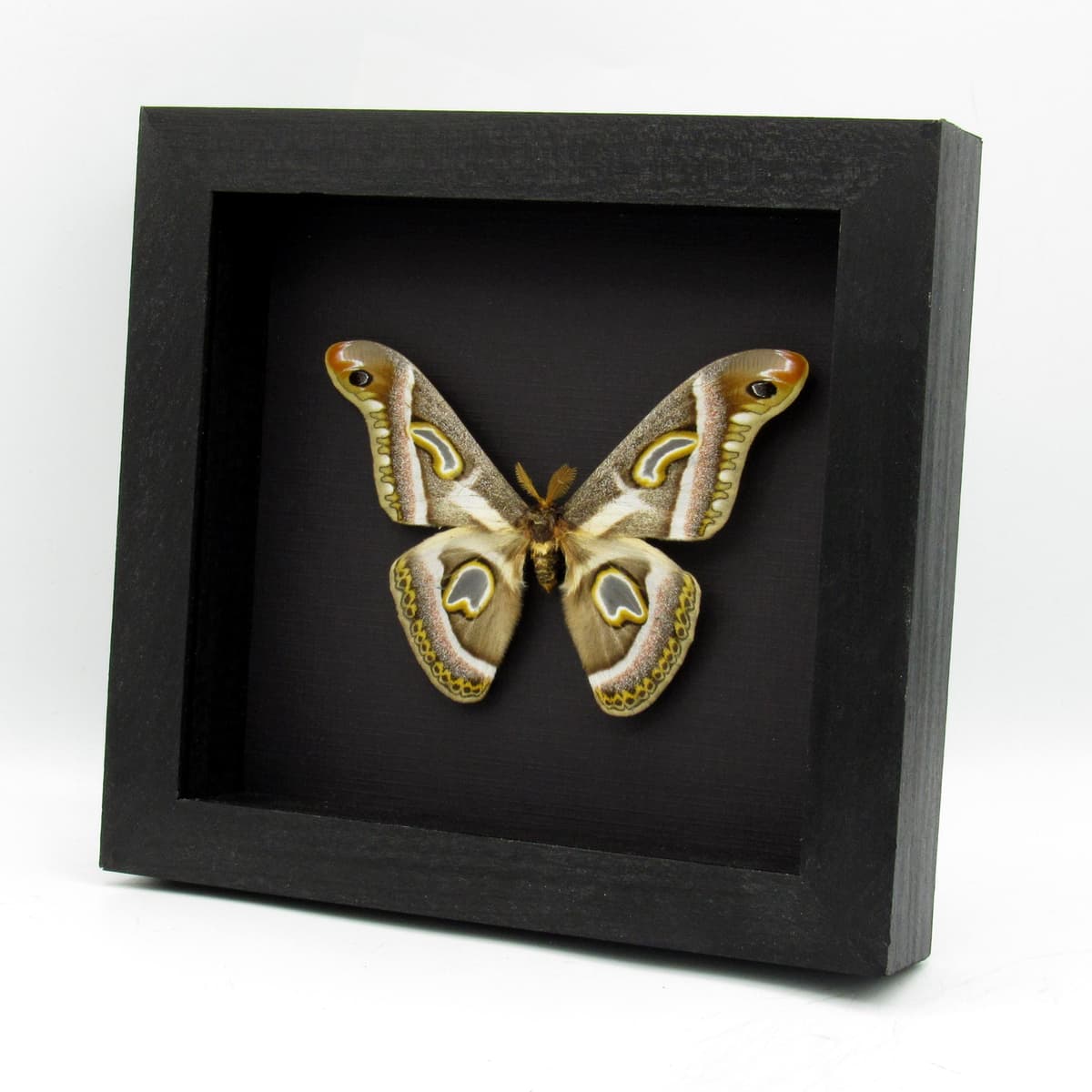 Rare Saturn moth framed taxidermy - Epiphora rectifascia