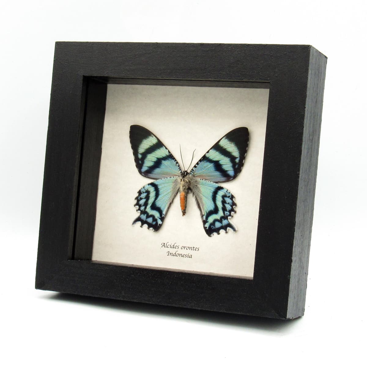 Real blue moth framed taxidermy - Alcides orontes