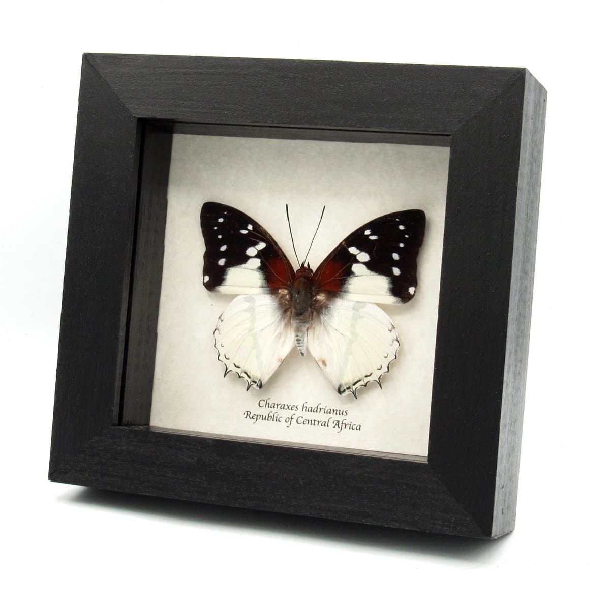 Real Hadrian's White Charaxes butterfly framed taxidermy - Charaxes hadrianus