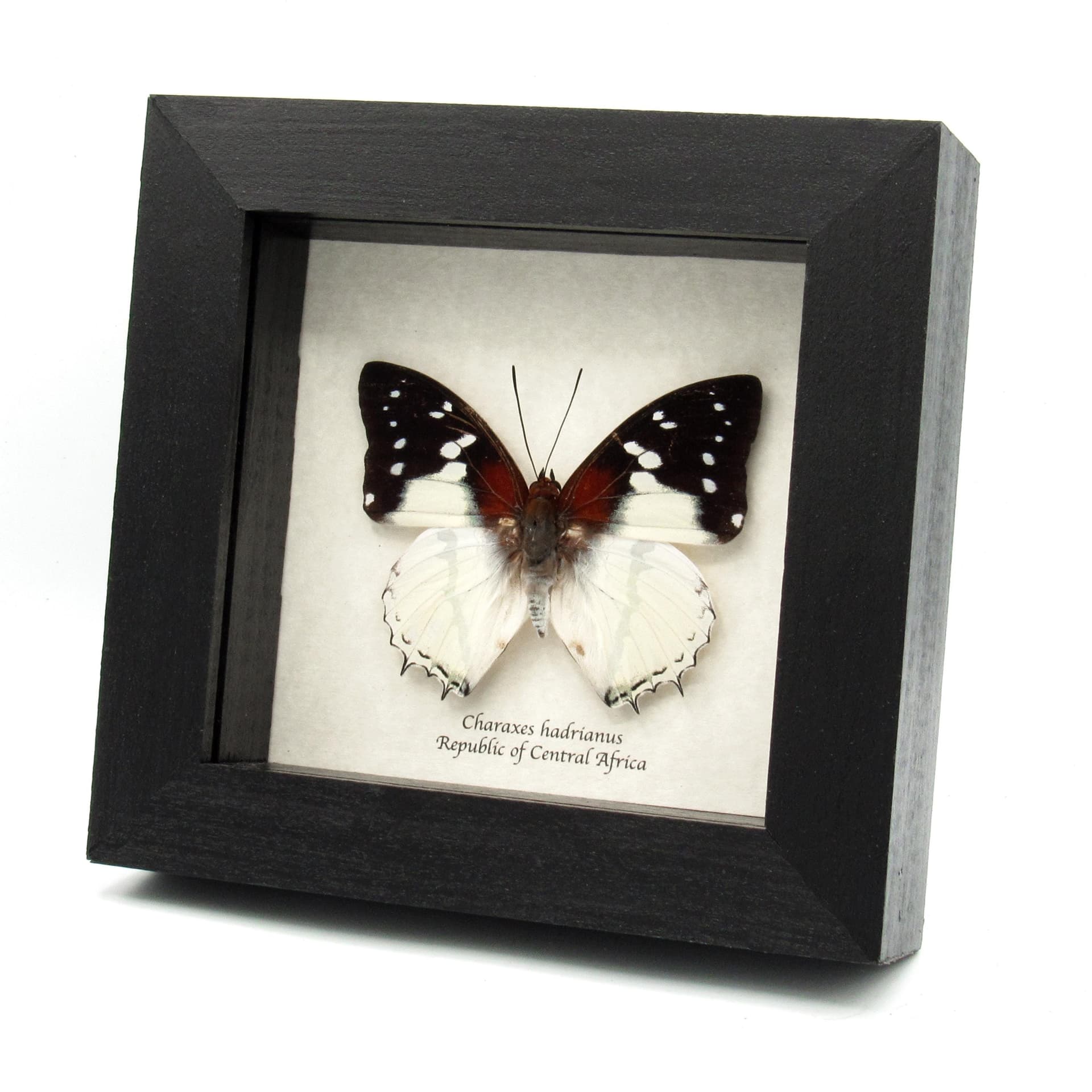 Real Hadrian's White Charaxes butterfly framed taxidermy - Charaxes hadrianus