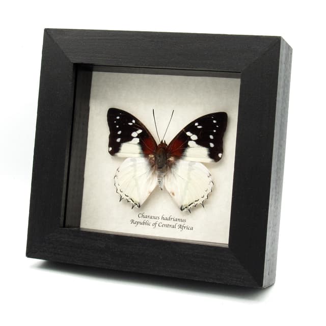 Real Hadrian's White Charaxes butterfly framed taxidermy - Charaxes hadrianus