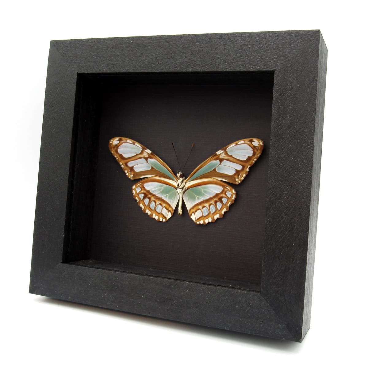 Real large female Silver Longwing butterfly framed taxidermy - Philaethria dido