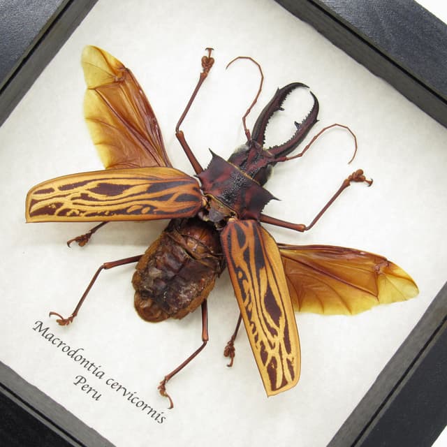 Real GIANT beetle framed taxidermy - Macrodontia cervicornis