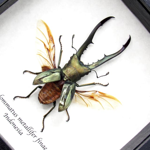 Real Stag beetle framed taxidermy - Cyclommatus metallifer finae