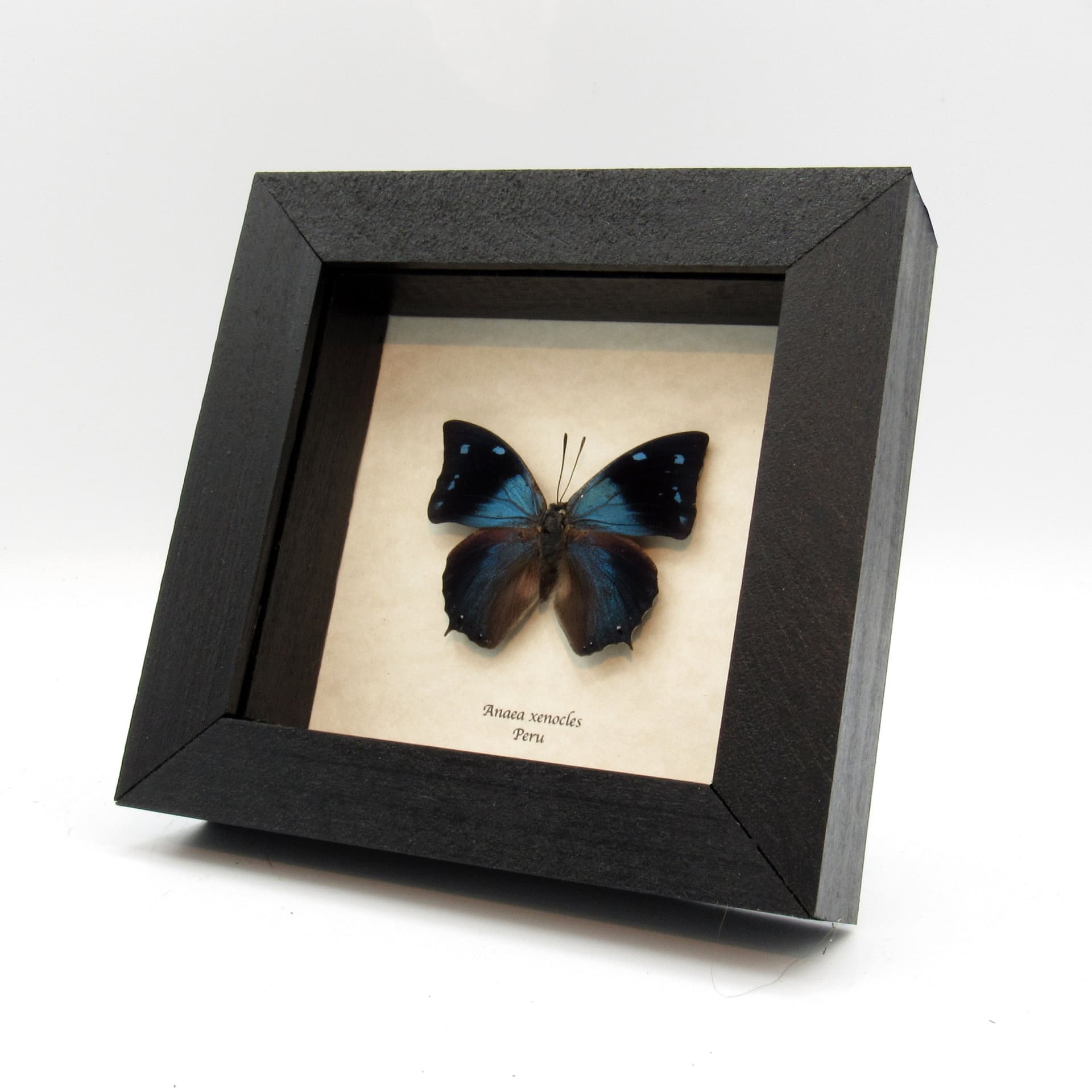 Real blue butterfly framed taxidermy - Anaea xenocles