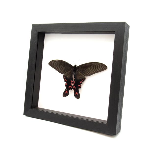 Rare Giant Swallowtail butterfly framed taxidermy - Papilio elwesi - Victorian mount