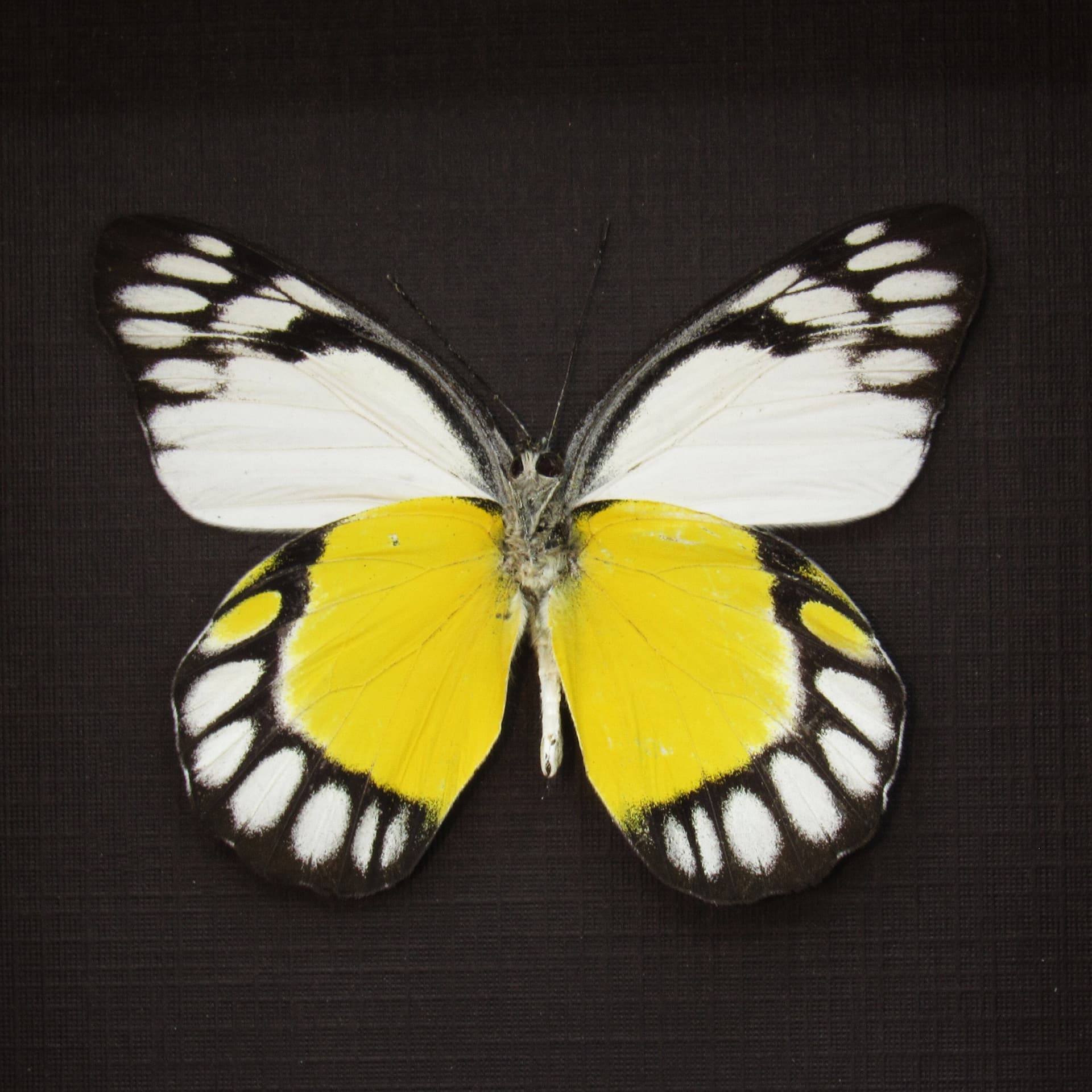 Real yellow Delias butterfly framed taxidermy - Delias themis soteira