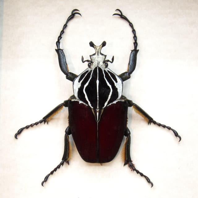 Very large real Flower Beetle framed taxidermy - Goliathus goliatus