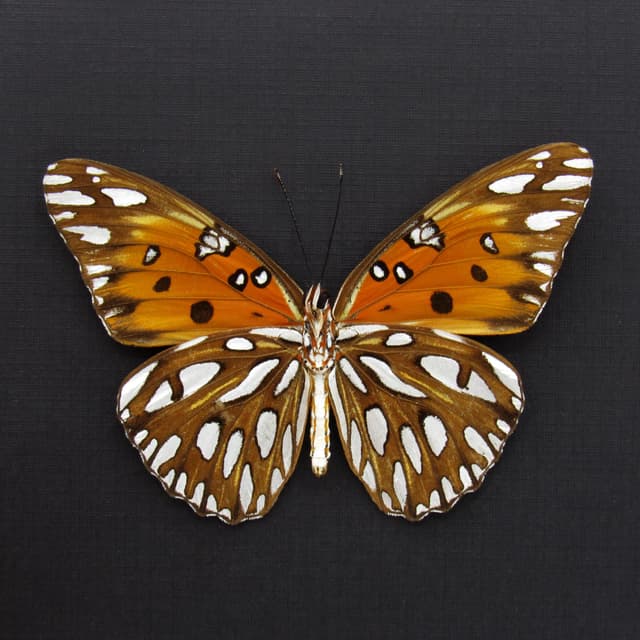 Real metallic silver Gulf Fritillary butterfly framed taxidermy - Agraulis vanillae - large female - 2