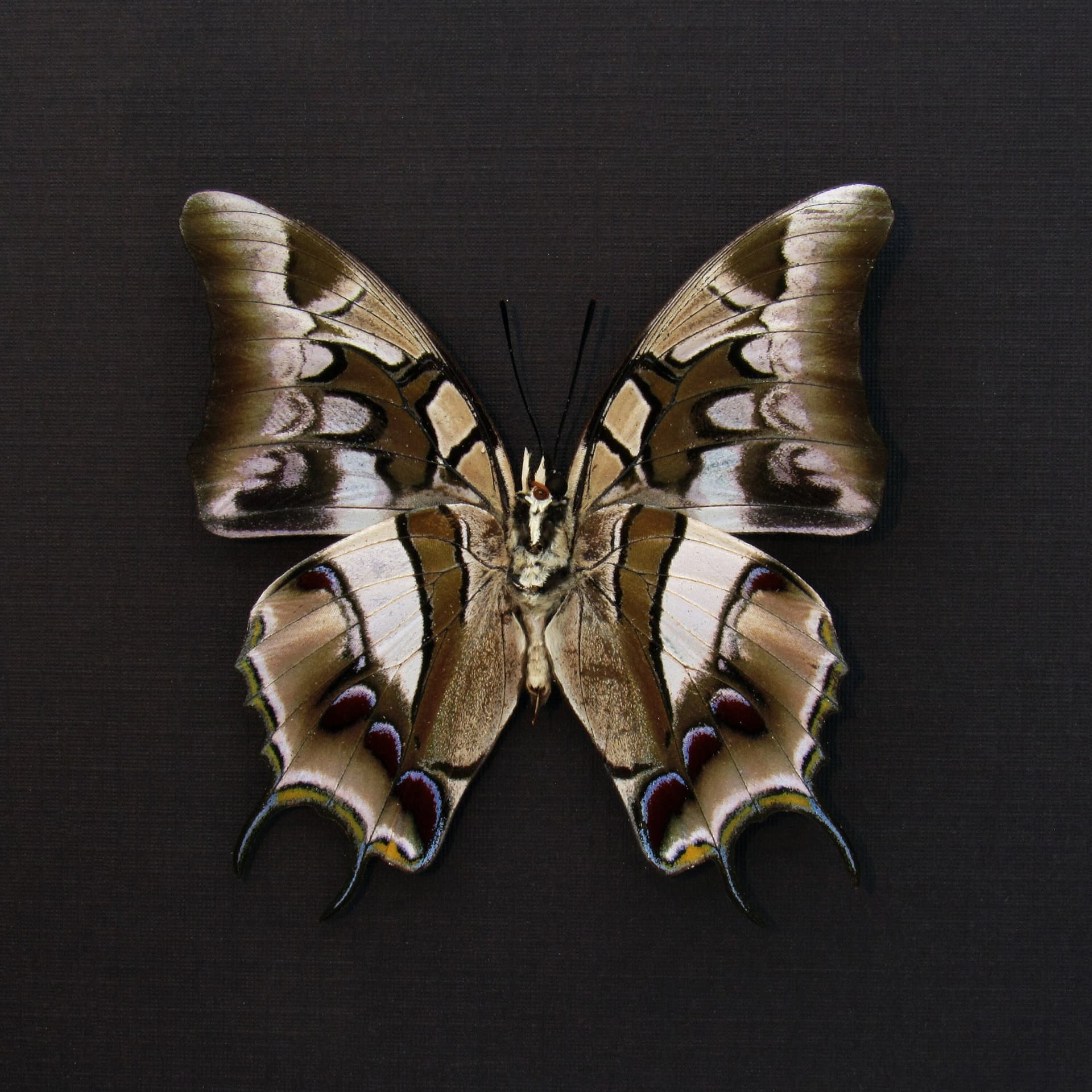 Real Sulawesi Blue Nawab butterfly framed taxidermy - Polyura cognatus