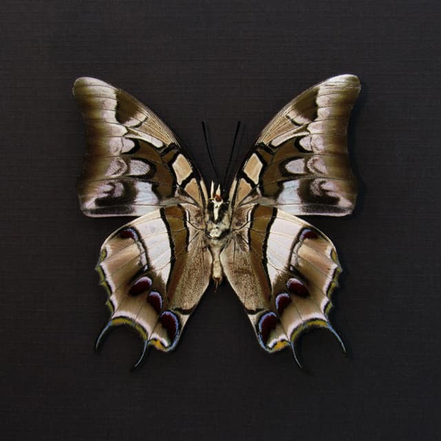Real Sulawesi Blue Nawab butterfly framed taxidermy - Polyura cognatus