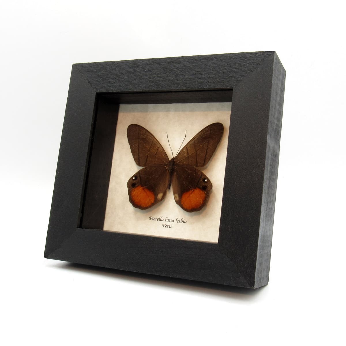 Real Orange Moon Satyr butterfly framed taxidermy - Pierella luna lesbia