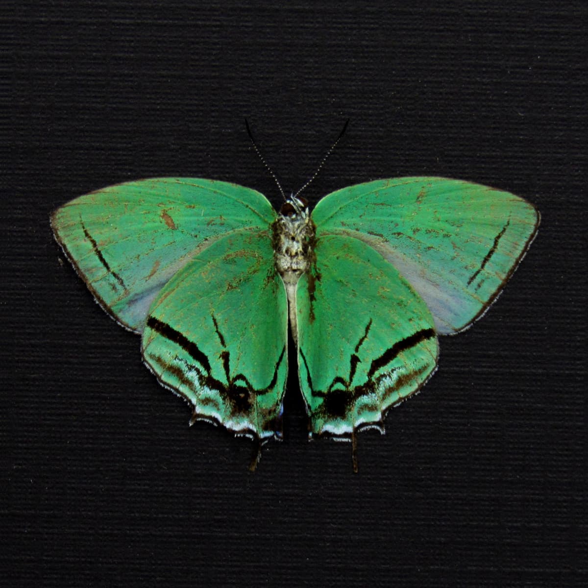 Rare green Hairstreak butterfly framed taxidermy - Paiwarria telemus - female