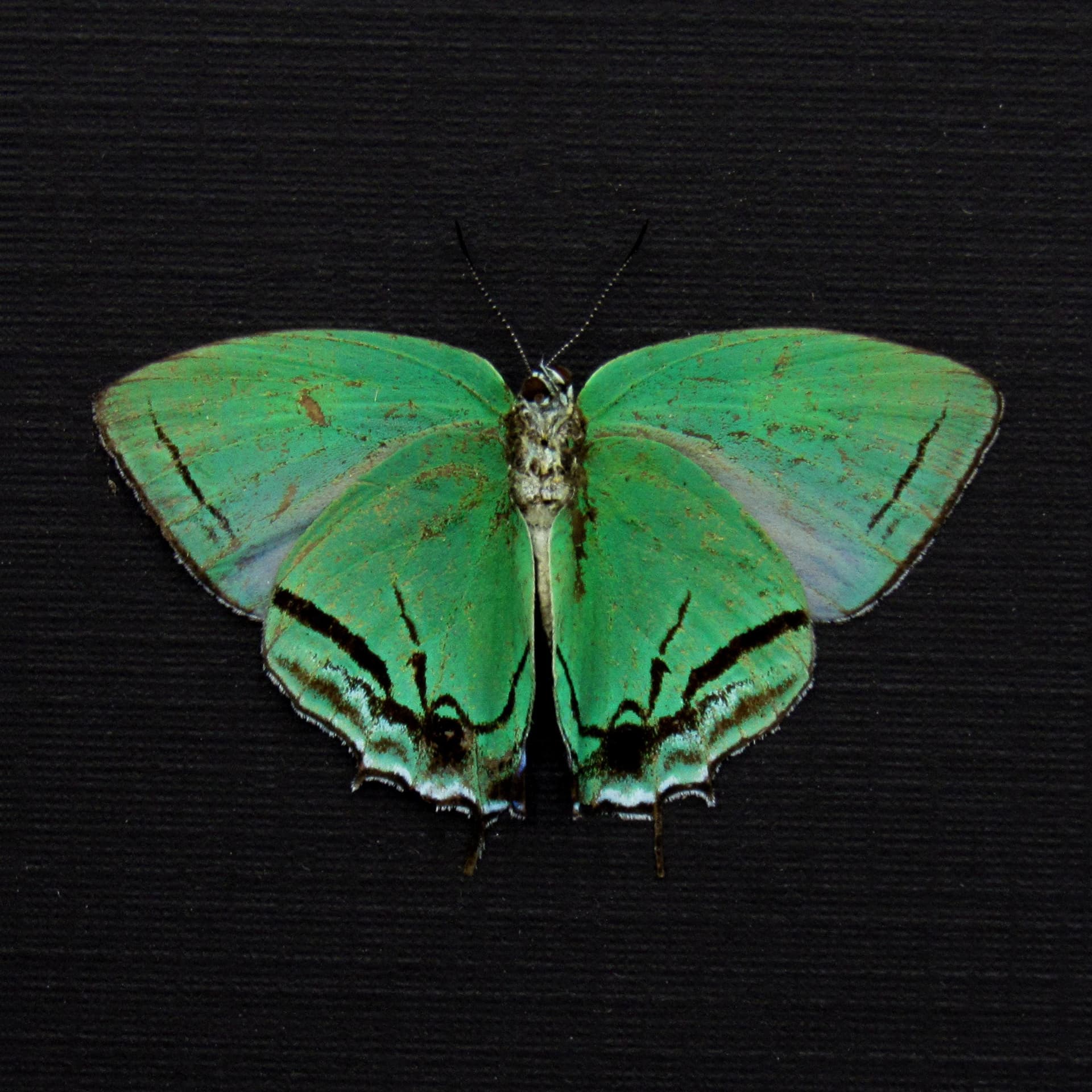 Rare green Hairstreak butterfly framed taxidermy - Paiwarria telemus - female