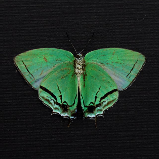 Rare green Hairstreak butterfly framed taxidermy - Paiwarria telemus - female