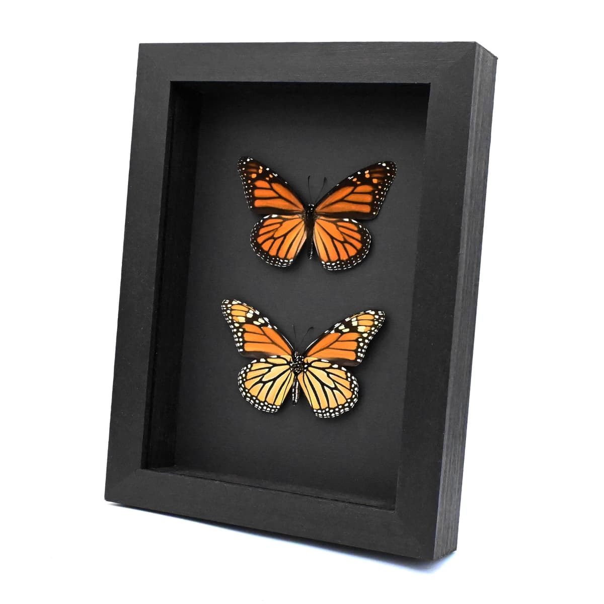Real Monarch butterfly Pair taxidermy - Danaus plexippus - male and female