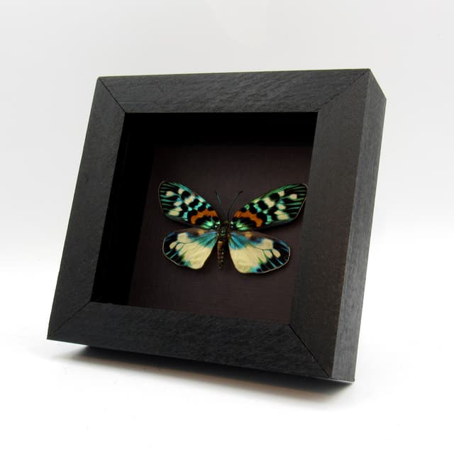 Real metallic Day Flying moth framed taxidermy - Erasmia pulchera chinensis