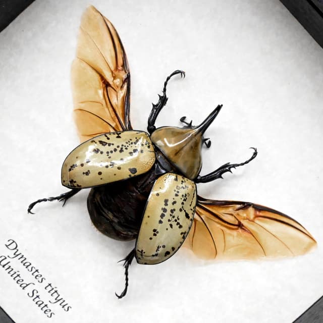 Real Eastern Hercules beetle framed taxidermy - Dynastes tityus