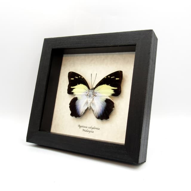 Real butterfly framed taxidermy - Agatasa calydonia
