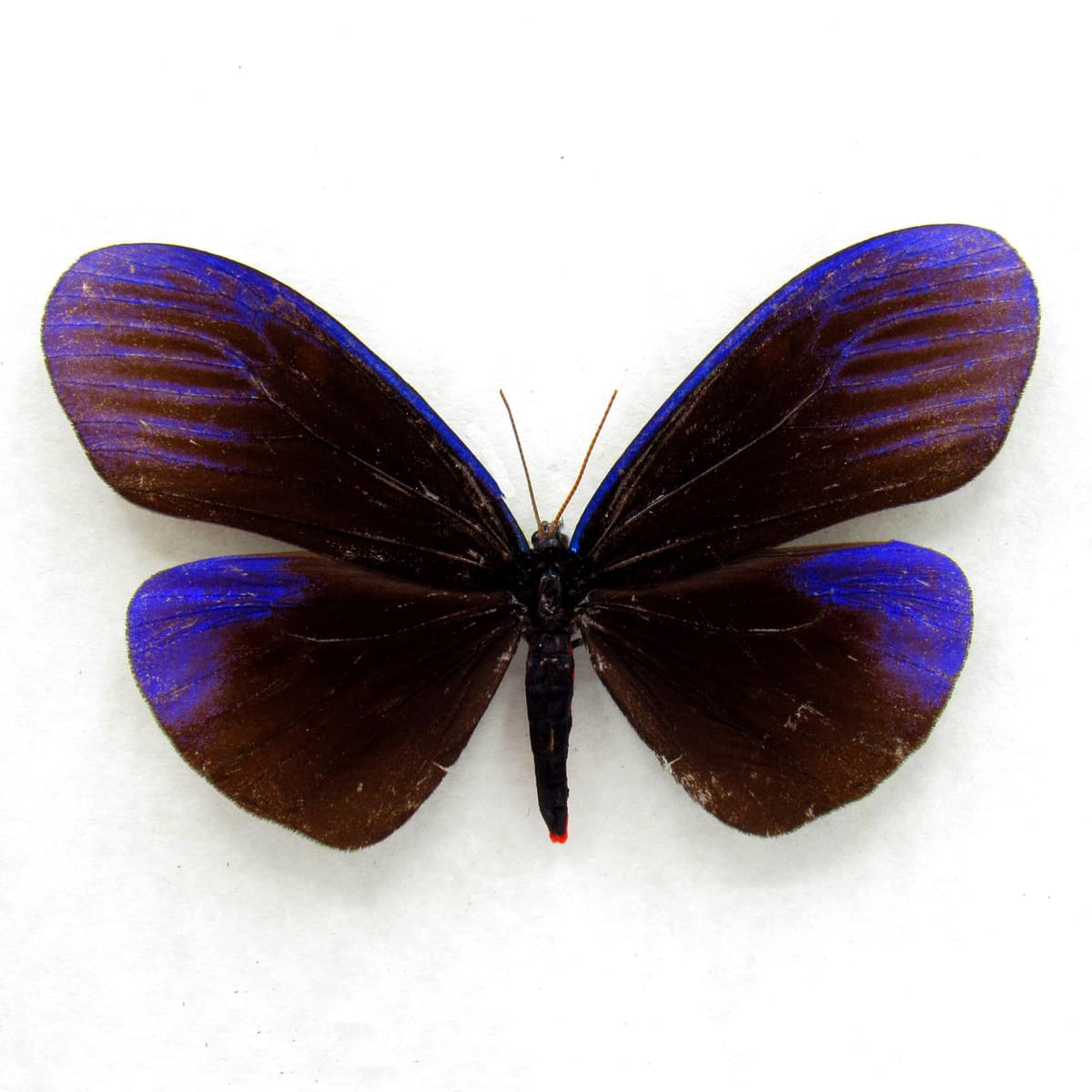 Real metallic purple day moth framed taxidermy - Pompelon marginata - large female