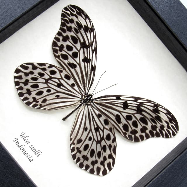 Large female Silver Ricewing butterfly framed taxidermy - Idea stolli