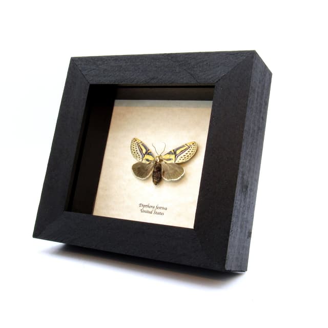 Real Hieroglyphic moth framed taxidermy - Dipthera festiva