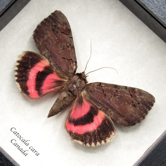 Real pink Underwing moth - Catocala cara