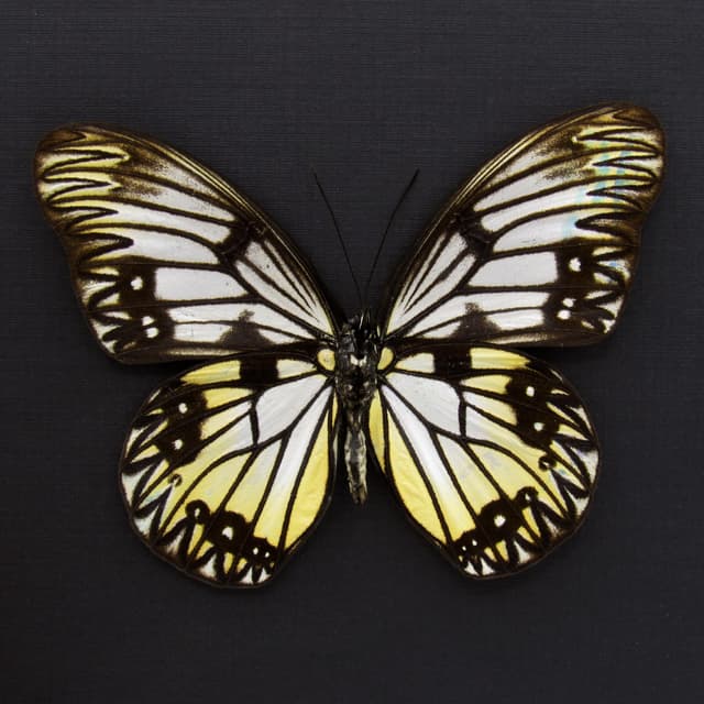 Real yellow great Wallacean butterfly framed taxidermy - Zethera incerta