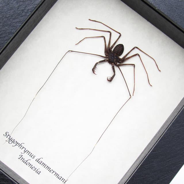 Real Whip Scorpion framed taxidermy - Stygophrynus dammermani