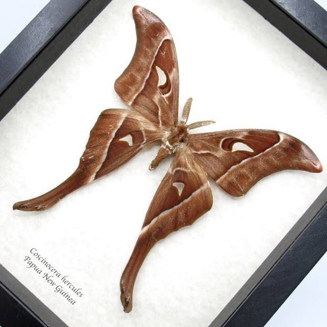 Rare Giant Hercules Atlas moth framed taxidermy - Coscinocera hercules